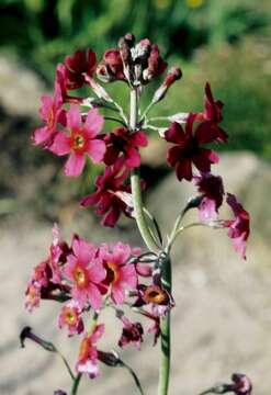 Primula pulverulenta Duthie resmi