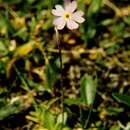 Plancia ëd Primula scandinavica Brunn.