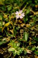 Plancia ëd Primula scandinavica Brunn.