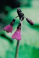 Image of Primula secundiflora Franch.