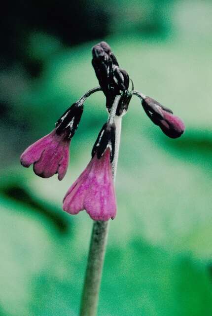 Image of Primula secundiflora Franch.