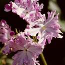 Image of Primula sieboldii E. Morren