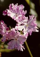 Image of Primula sieboldii E. Morren