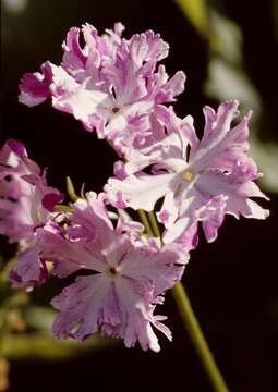 Image of Primula sieboldii E. Morren