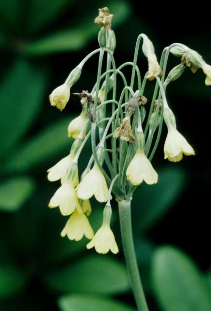 Imagem de Primula sikkimensis Hook.