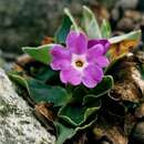 Primula spectabilis Tratt. resmi