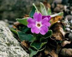 Image of Primula spectabilis Tratt.