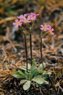 Imagem de Primula stricta Hornem.