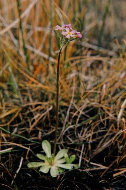 Слика од Primula stricta Hornem.