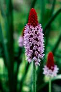 Image of Primula vialii Delavay ex Franch.