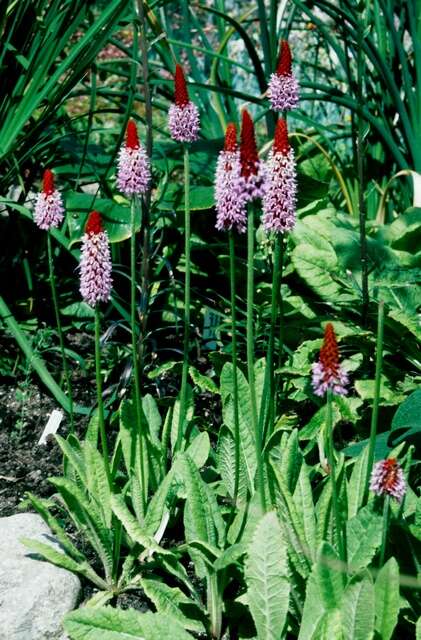 Image of Primula vialii Delavay ex Franch.