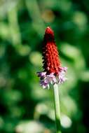 Image of Primula vialii Delavay ex Franch.