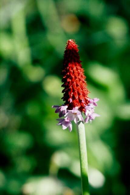 Image of Primula vialii Delavay ex Franch.