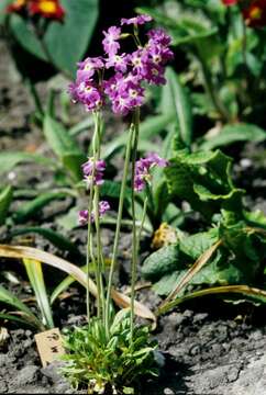 Primula munroi Lindl. resmi