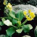 Imagem de Primula latifolia subsp. latifolia