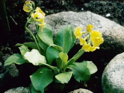 Image of Primula latifolia subsp. latifolia