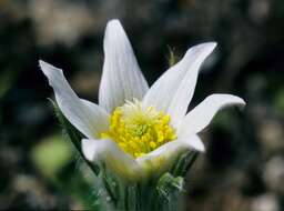 Image of pasqueflower