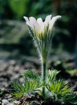 Image of pasqueflower