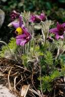 Image of Pulsatilla halleri (All.) Willd.