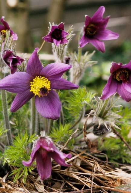 Image of Pulsatilla halleri (All.) Willd.