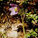 Image of Eastern Pasque Flower