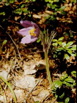 Image of pasqueflower