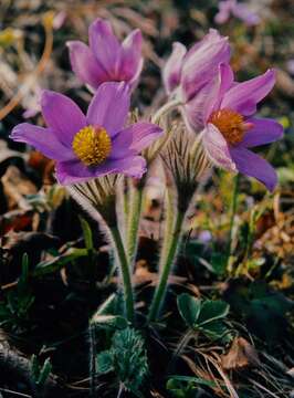 Image of pasqueflower