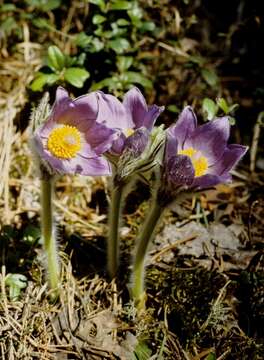 Image of pasqueflower