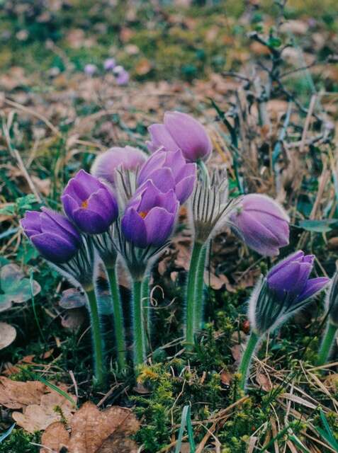 Image of pasqueflower