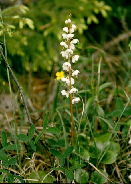 Image of Wintergreen