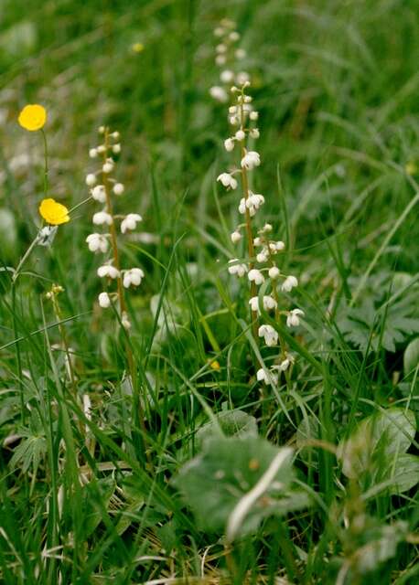 Image of Wintergreen