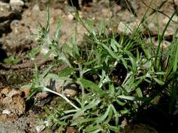 Image of cudweed