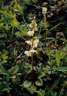 Plancia ëd Pyrola rotundifolia subsp. norvegica (Knaben) L. Hämet-Ahti