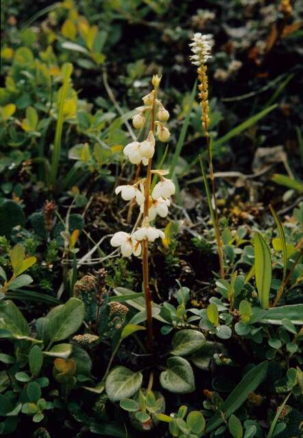 Image de Pyrola rotundifolia subsp. norvegica (Knaben) L. Hämet-Ahti