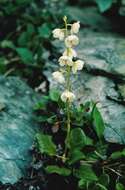 Plancia ëd Pyrola rotundifolia subsp. norvegica (Knaben) L. Hämet-Ahti