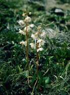 Plancia ëd Pyrola rotundifolia subsp. norvegica (Knaben) L. Hämet-Ahti