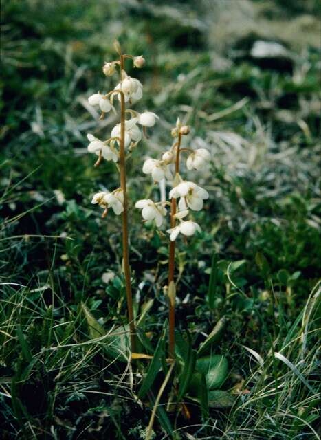 Plancia ëd Pyrola rotundifolia subsp. norvegica (Knaben) L. Hämet-Ahti