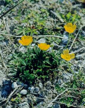 Image of Buttercup