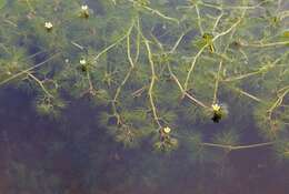 Слика од Ranunculus trichophyllus Chaix