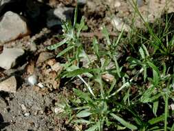 Image of cudweed