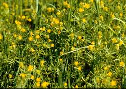 Image of Goldilocks Buttercup