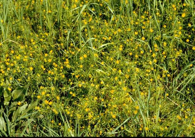 Image of Goldilocks Buttercup