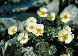 Image of Glacier Pink Buttercup