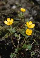 Image of snow buttercup