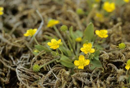 Image of Adder's-tongue Spearwort