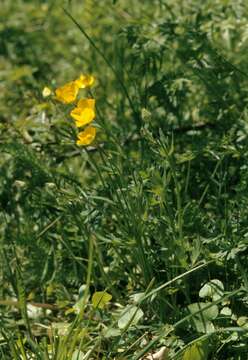 صورة Ranunculus polyanthemos L.