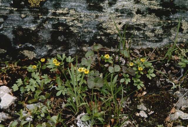 Image of pygmy buttercup