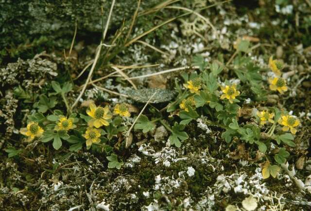 Image of pygmy buttercup