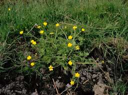 Image of hairy buttercup