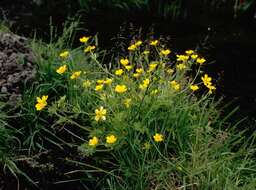 Image of hairy buttercup